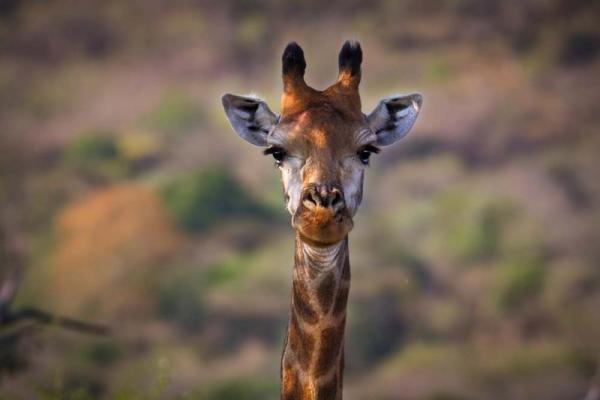 Game Lodges in KwaZulu-Natal