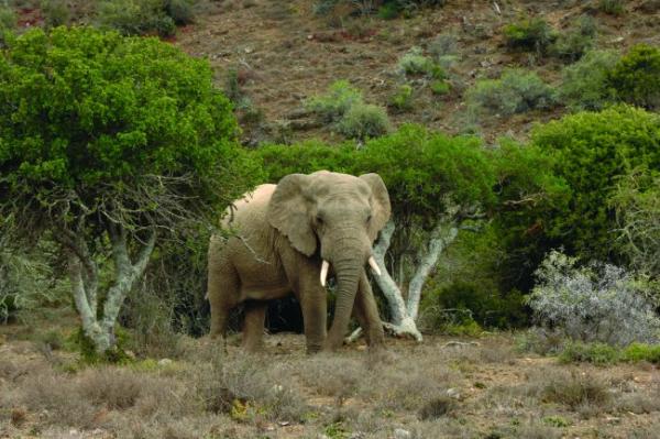 Game Lodges in the Eastern Cape